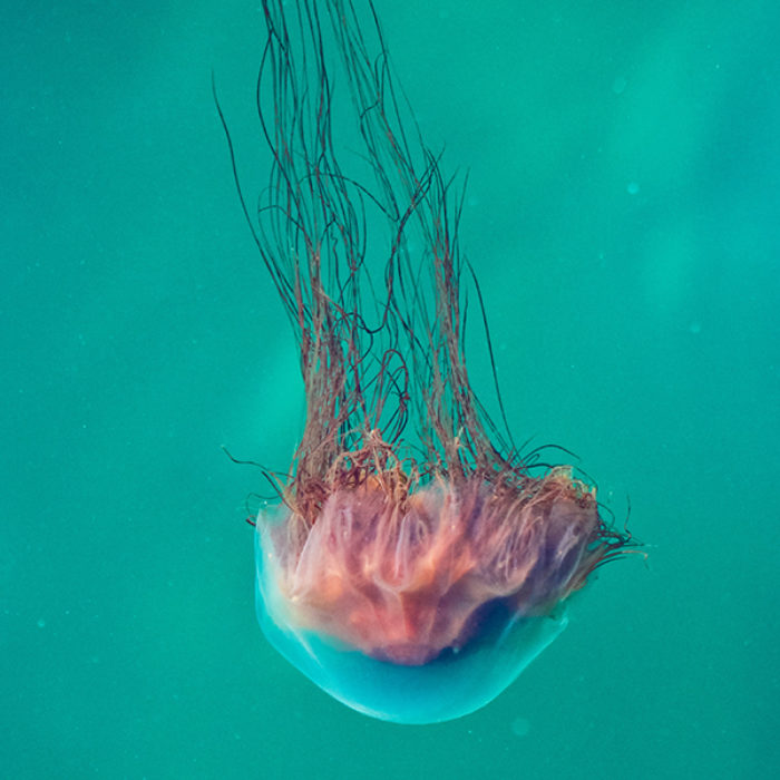 Jellyfish Retouched