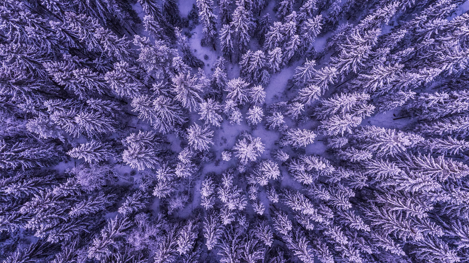 Violet Deep Forest